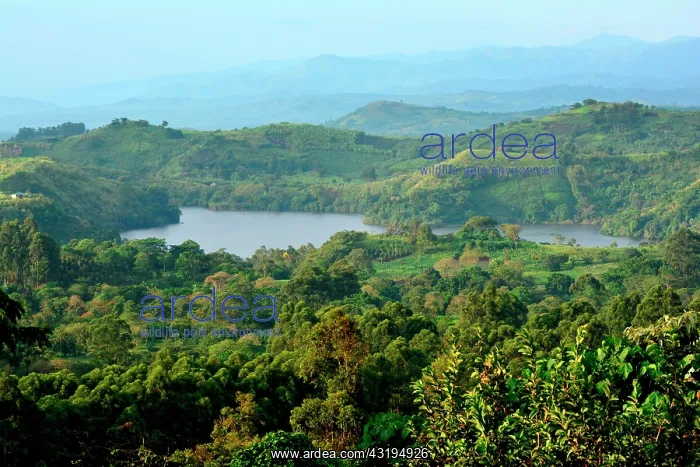 : The volcanoes region is known for its hundreds of : The volcanoes region is known for its hundreds of