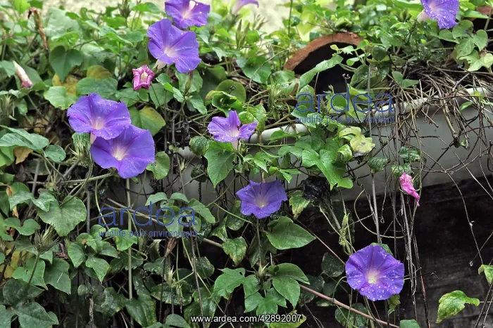 : Volubilis / Morning Glory - close-up : Volubilis / Morning Glory - close-up