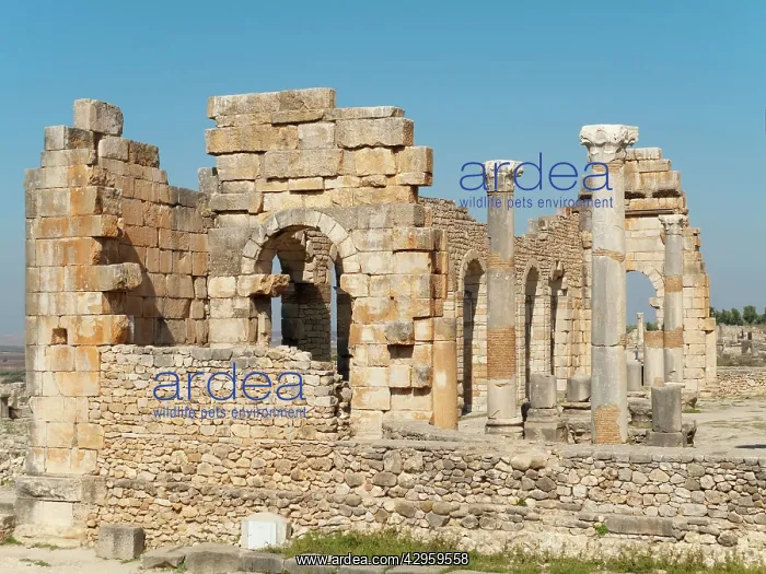 : Volubilis is a well preserved Roman archaeological : Volubilis is a well preserved Roman archaeological