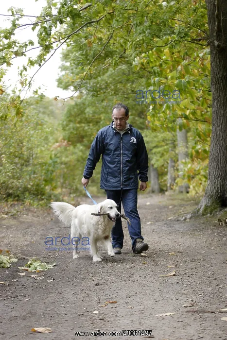 : Volunteer ASPCA daily walking a golden retriever : Volunteer ASPCA daily walking a golden retriever