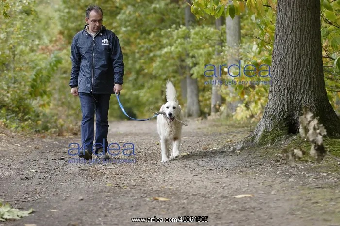 : Volunteer ASPCA daily walking a golden retriever : Volunteer ASPCA daily walking a golden retriever