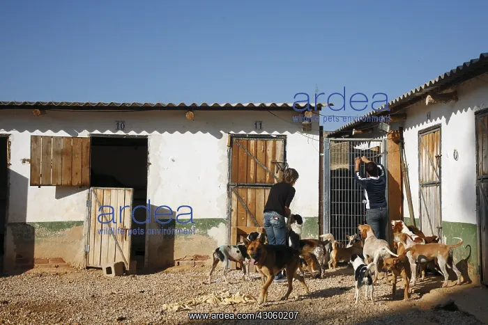 : Volunteer at a shelter that collects mistreated dog Spain : Volunteer at a shelter that collects mistreated dog Spain