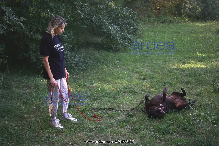 : Volunteer walking with a dog from a refuge SPA : Volunteer walking with a dog from a refuge SPA