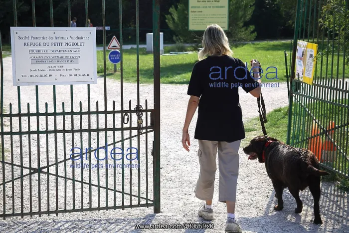 : Volunteer walking with a dog from a refuge SPA : Volunteer walking with a dog from a refuge SPA