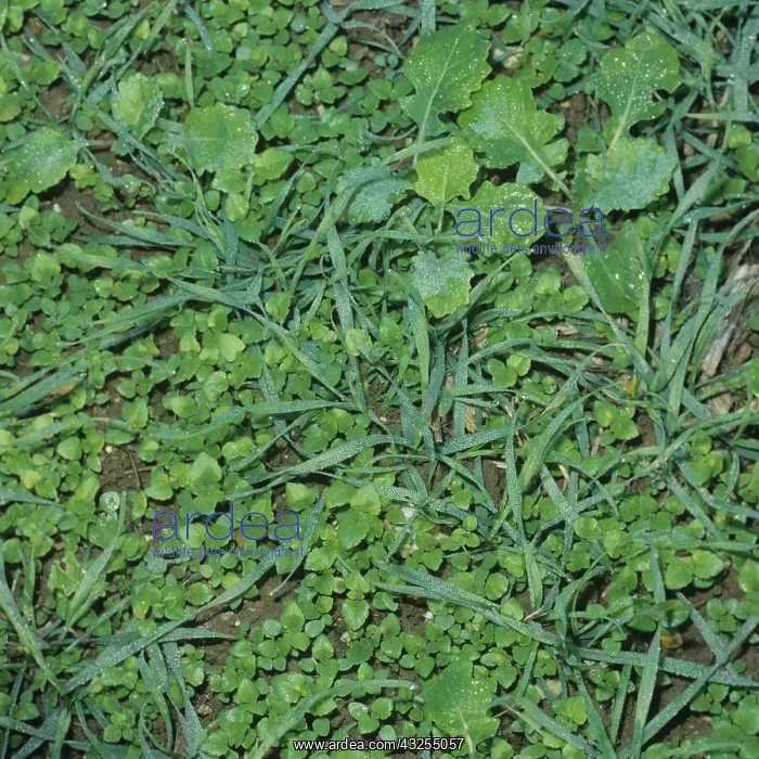 : Volunteer weeds in wheat crop : Volunteer weeds in wheat crop