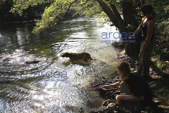 : Volunteers bathing dog from a refuge SPA : Volunteers bathing dog from a refuge SPA