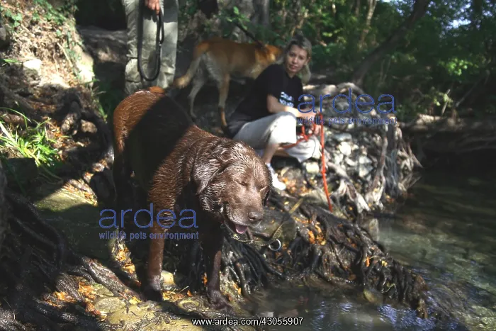 : Volunteers bathing dog from a refuge SPA : Volunteers bathing dog from a refuge SPA