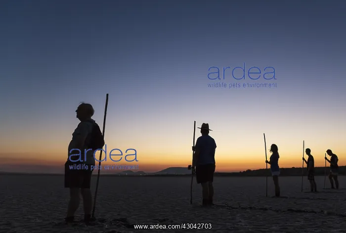 : Volunteers at dawn at the Laguna de Fuente de Piedra : Volunteers at dawn at the Laguna de Fuente de Piedra