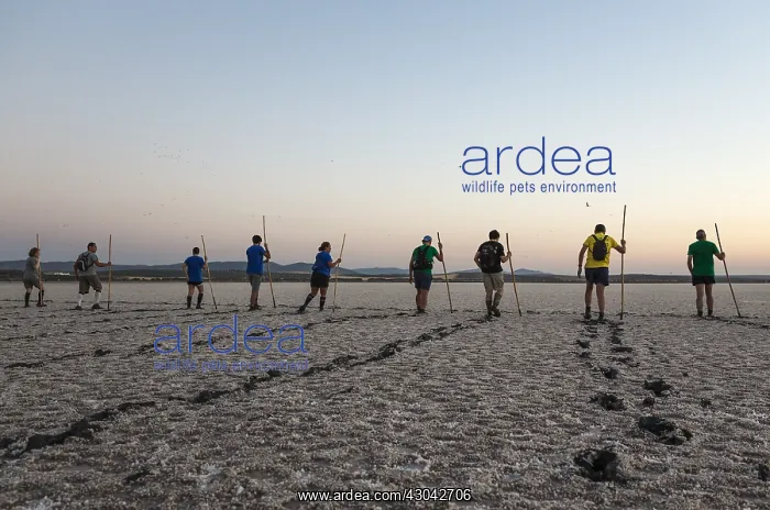 : Volunteers at dawn at the Laguna de Fuente de Piedra : Volunteers at dawn at the Laguna de Fuente de Piedra