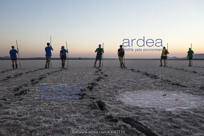 : Volunteers at dawn at the Laguna de Fuente de Piedra : Volunteers at dawn at the Laguna de Fuente de Piedra
