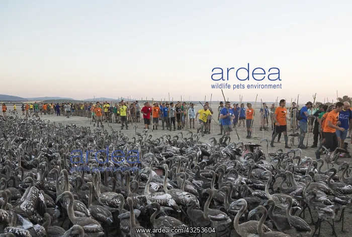 : Volunteers at the Laguna de Fuente de Piedra near : Volunteers at the Laguna de Fuente de Piedra near
