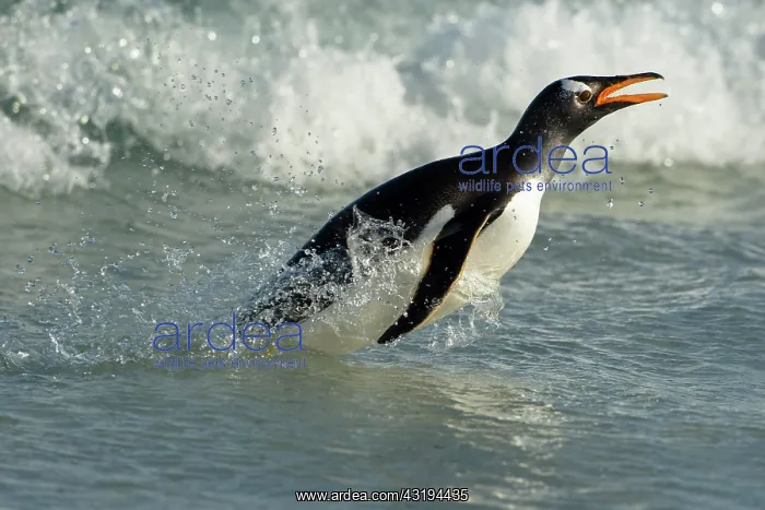 : Volunteers Point, Gentoo penguin (Pygoscelis papua) : Volunteers Point, Gentoo penguin (Pygoscelis papua)