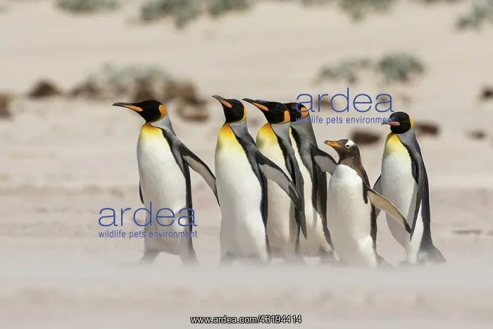 : Volunteers Point, King penguin (Aptenodytes patagonicus) : Volunteers Point, King penguin (Aptenodytes patagonicus)