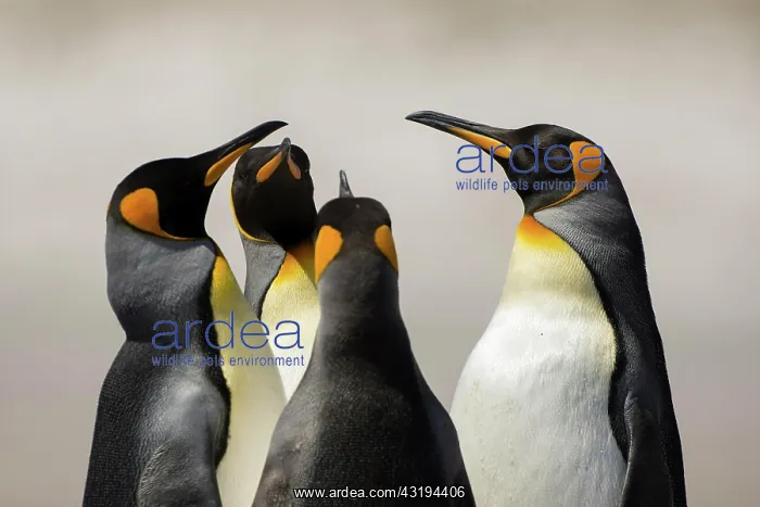 : Volunteers Point, King penguins (Aptenodytes patagonicus) : Volunteers Point, King penguins (Aptenodytes patagonicus)