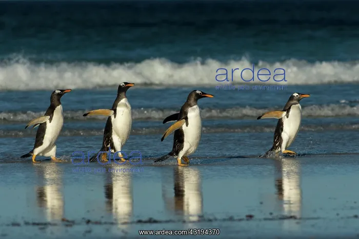: Volunteers Point, red-billed penguin (Pygoscelis : Volunteers Point, red-billed penguin (Pygoscelis