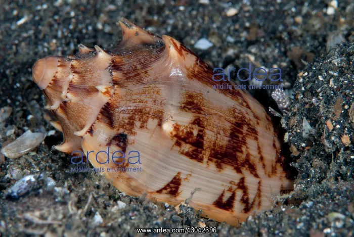 : Volutes Shell burying itself in black sand : Volutes Shell burying itself in black sand