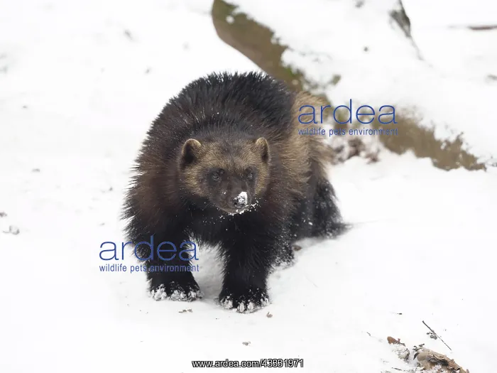  : Volverine - in snow - controlled conditions