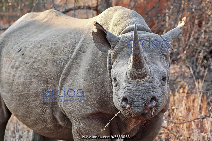 : Vom Aussterben bedrohtes Spitzmaulnashorn, S : Vom Aussterben bedrohtes Spitzmaulnashorn, S