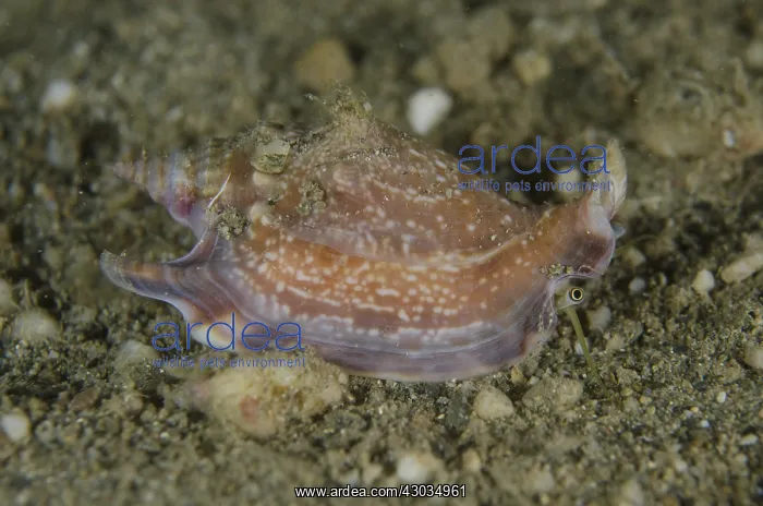 : Vomer Conch - Night dive, Dili Rock East dive : Vomer Conch - Night dive, Dili Rock East dive