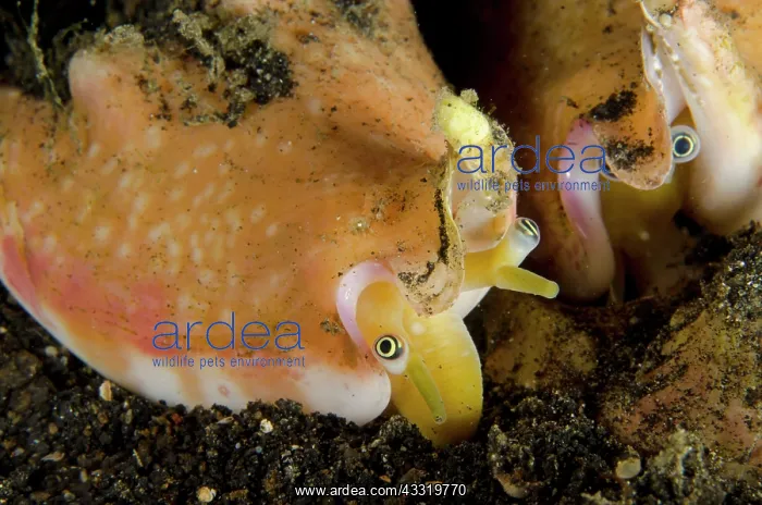 : Vomer Conchs - pair : Vomer Conchs - pair