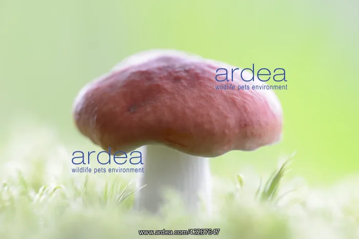 : Vomiting Russula (Russula emetica) standing int : Vomiting Russula (Russula emetica) standing int
