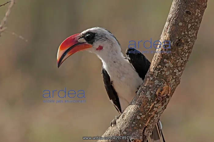 : Von Der Decken's Hornbill : Von Der Decken's Hornbill
