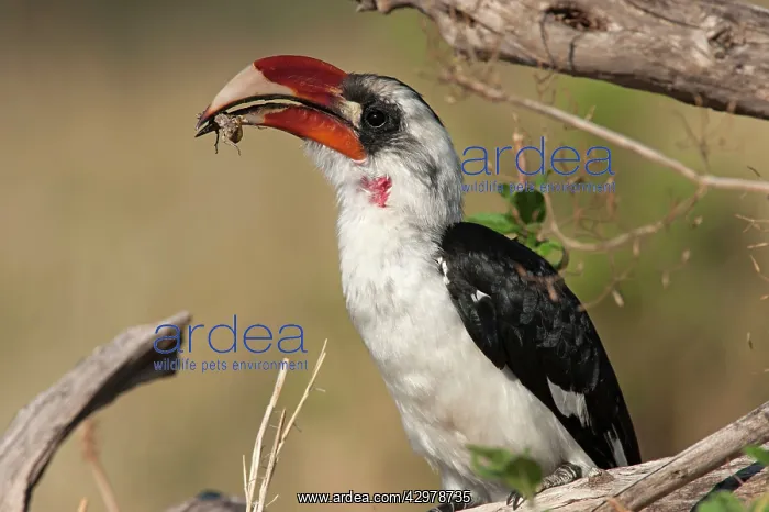 : Von Der Decken's Hornbill - eating insect : Von Der Decken's Hornbill - eating insect