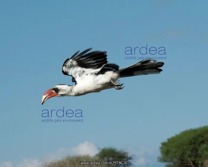 : Von Der Decken's Hornbill - in flight : Von Der Decken's Hornbill - in flight