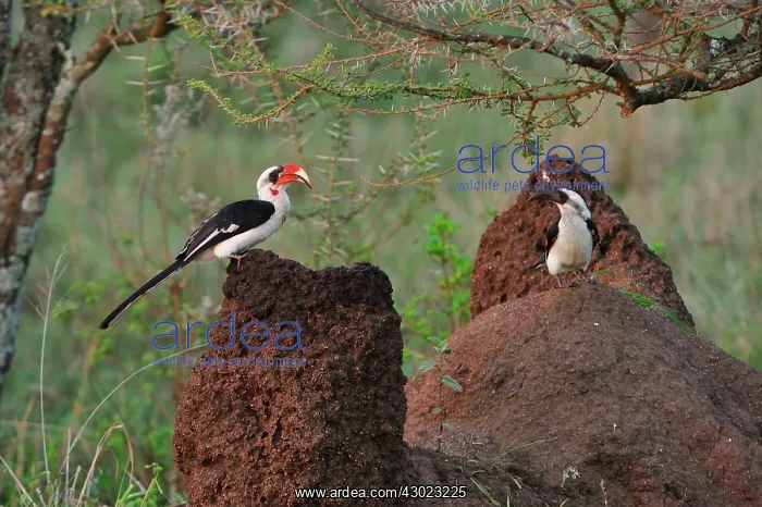 : Von der Decken's Hornbill male and female : Von der Decken's Hornbill male and female