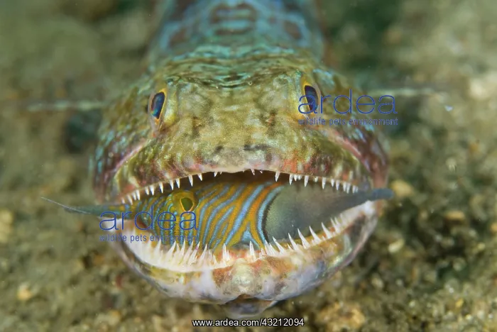  : Voracious lizardfish predator swallowing