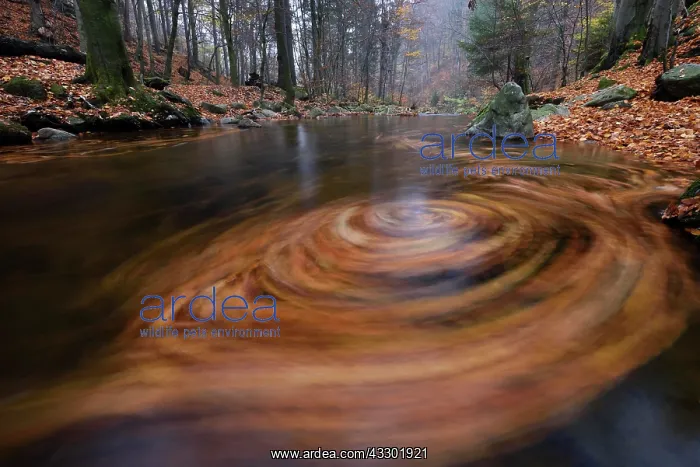 : Vortex of leaves in the mountain creek Ilse, Harz : Vortex of leaves in the mountain creek Ilse, Harz