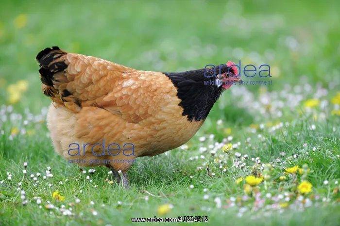 : Vorwerk hen in the grass - France : Vorwerk hen in the grass - France
