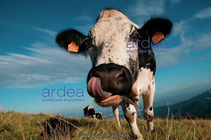 : Vosges cow in a meadow : Vosges cow in a meadow