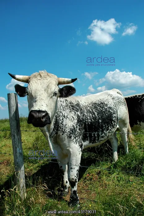 : Vosges cow in a meadow : Vosges cow in a meadow