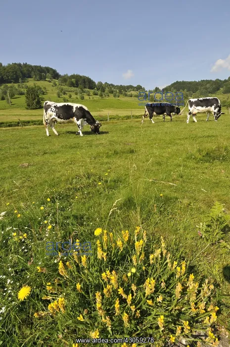 : Vosges cows grazing on the stubble of Lower Gresson : Vosges cows grazing on the stubble of Lower Gresson