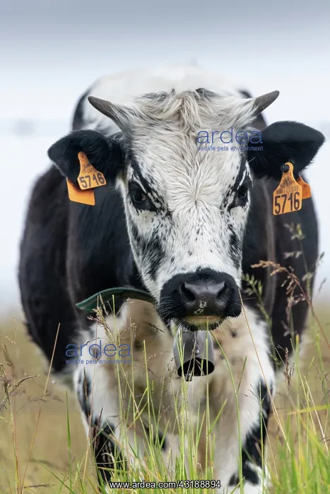 : Vosgian cow in a meadow in summer, Le Hohneck, Vosges : Vosgian cow in a meadow in summer, Le Hohneck, Vosges