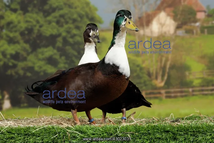  : Vouille Duck
