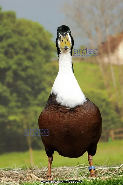  : Vouille Duck