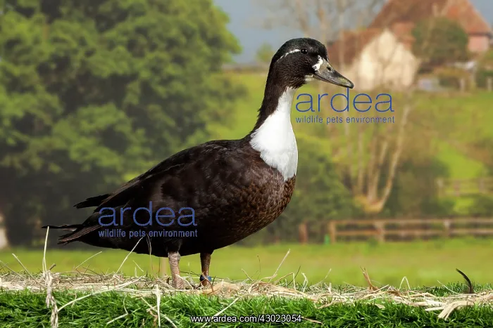 : Vouille Duck