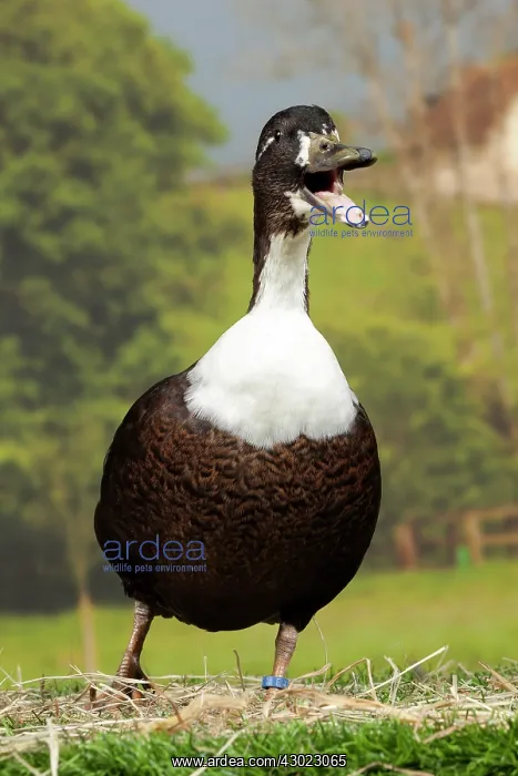  : Vouille Duck