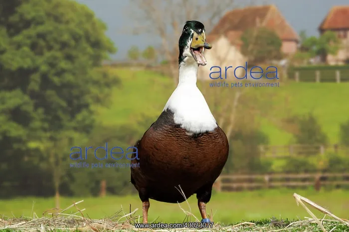  : Vouille Duck