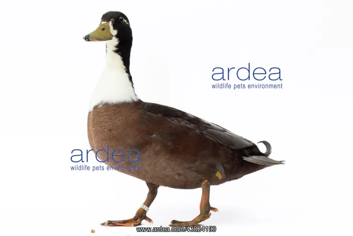  : Vouille Duck blue bronze