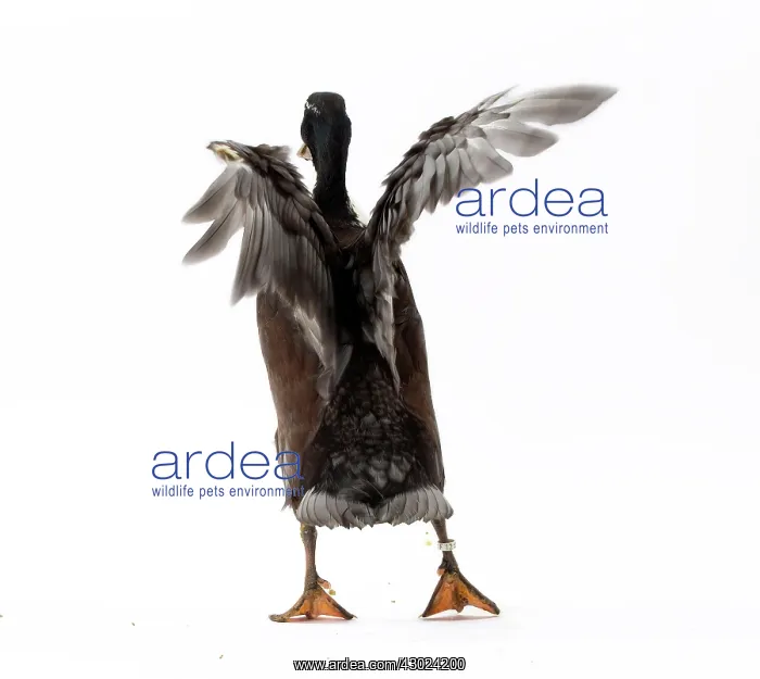  : Vouille Duck blue bronze