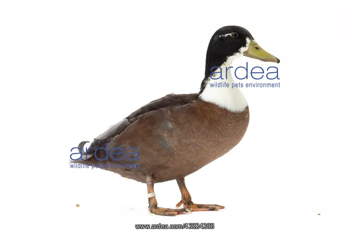  : Vouille Duck blue bronze