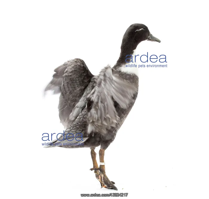  : Vouille Duck blue bronze