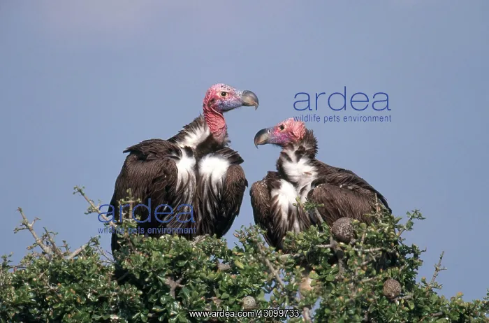 : Vulture Courtship : Vulture Courtship