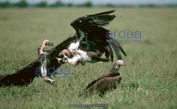 : Vulture Fight : Vulture Fight