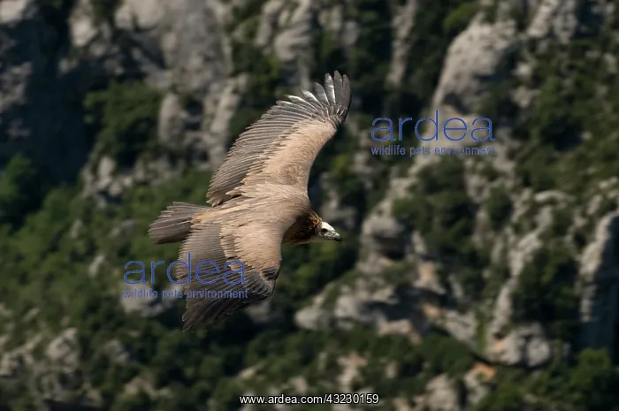: Vulture, Gorges du Verdon, Provence, France : Vulture, Gorges du Verdon, Provence, France
