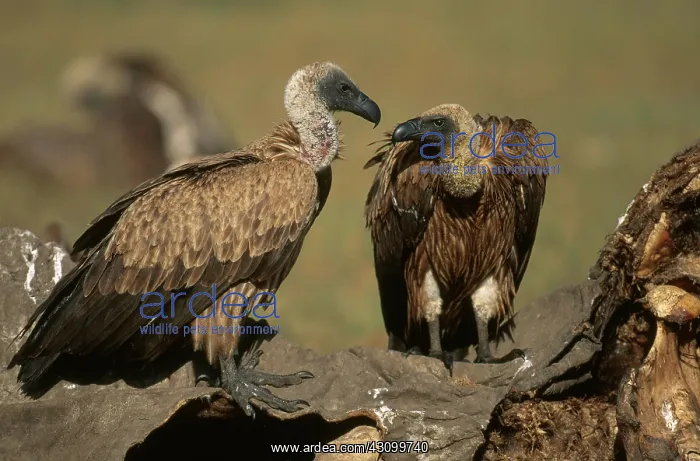 : Vultures on Carcass : Vultures on Carcass