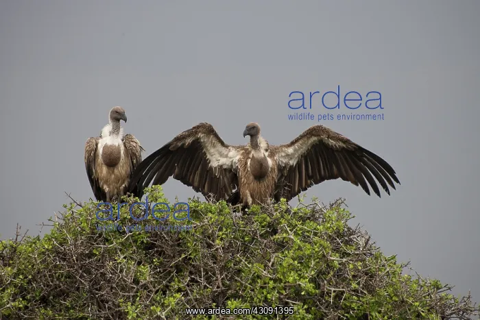 : Vultures with Full Crops : Vultures with Full Crops